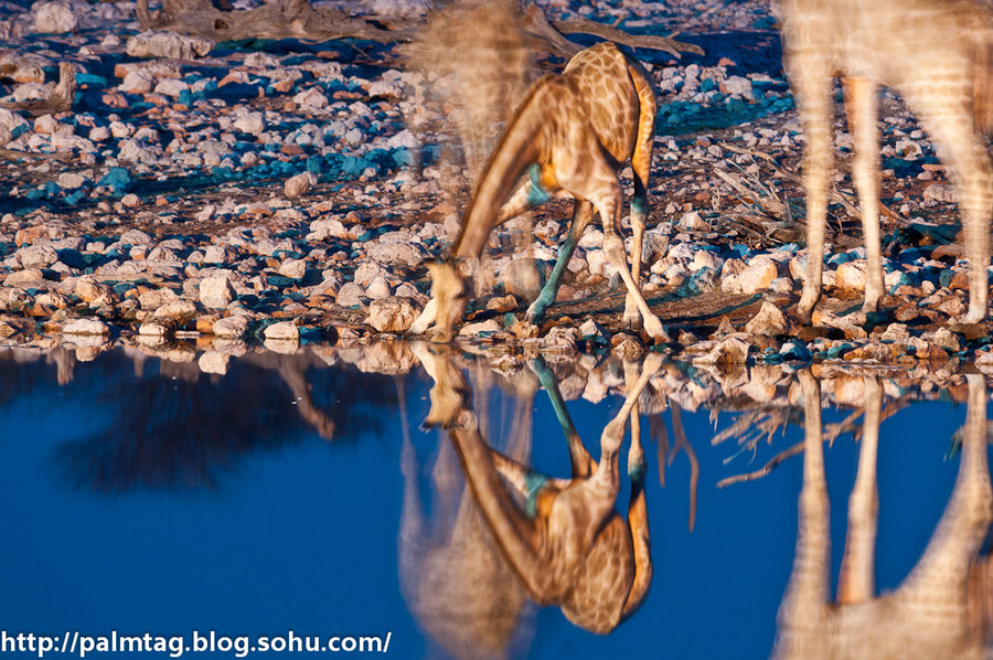 【纳米比亚埃托沙国家公园--饮水图摄影图片】