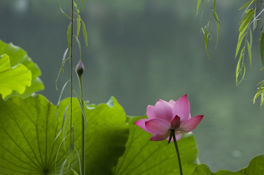 【西湖荷花:一帘柳枝随风飘,几场幽梦荷花情摄
