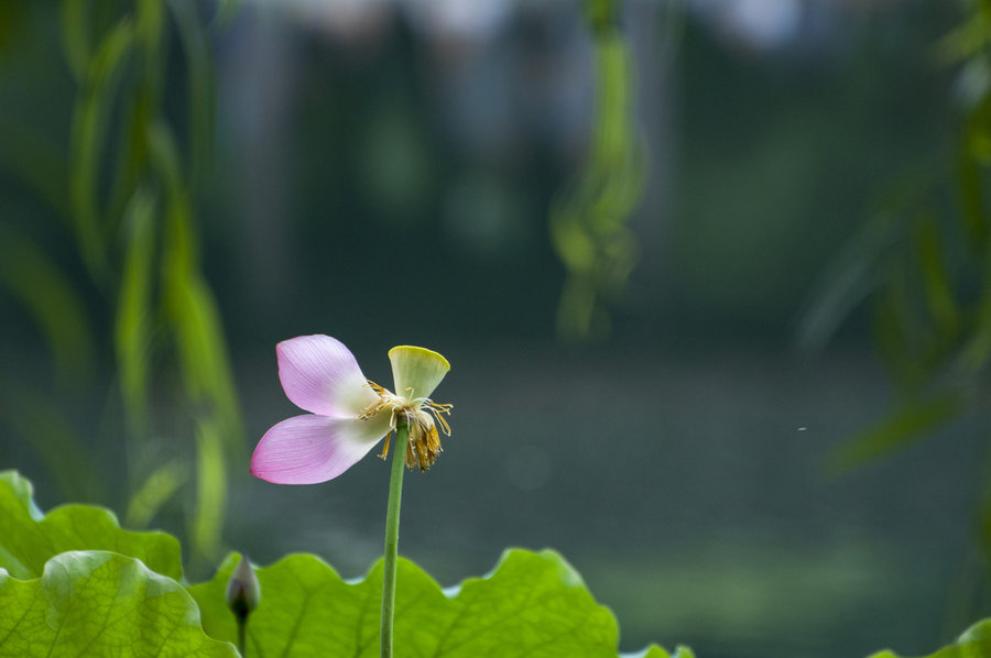 【西湖荷花:一帘柳枝随风飘,几场幽梦荷花情摄