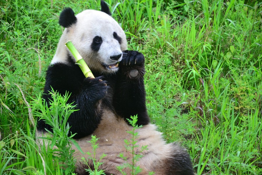 【都江堰卧龙熊猫自然保护区摄影图片】生活摄