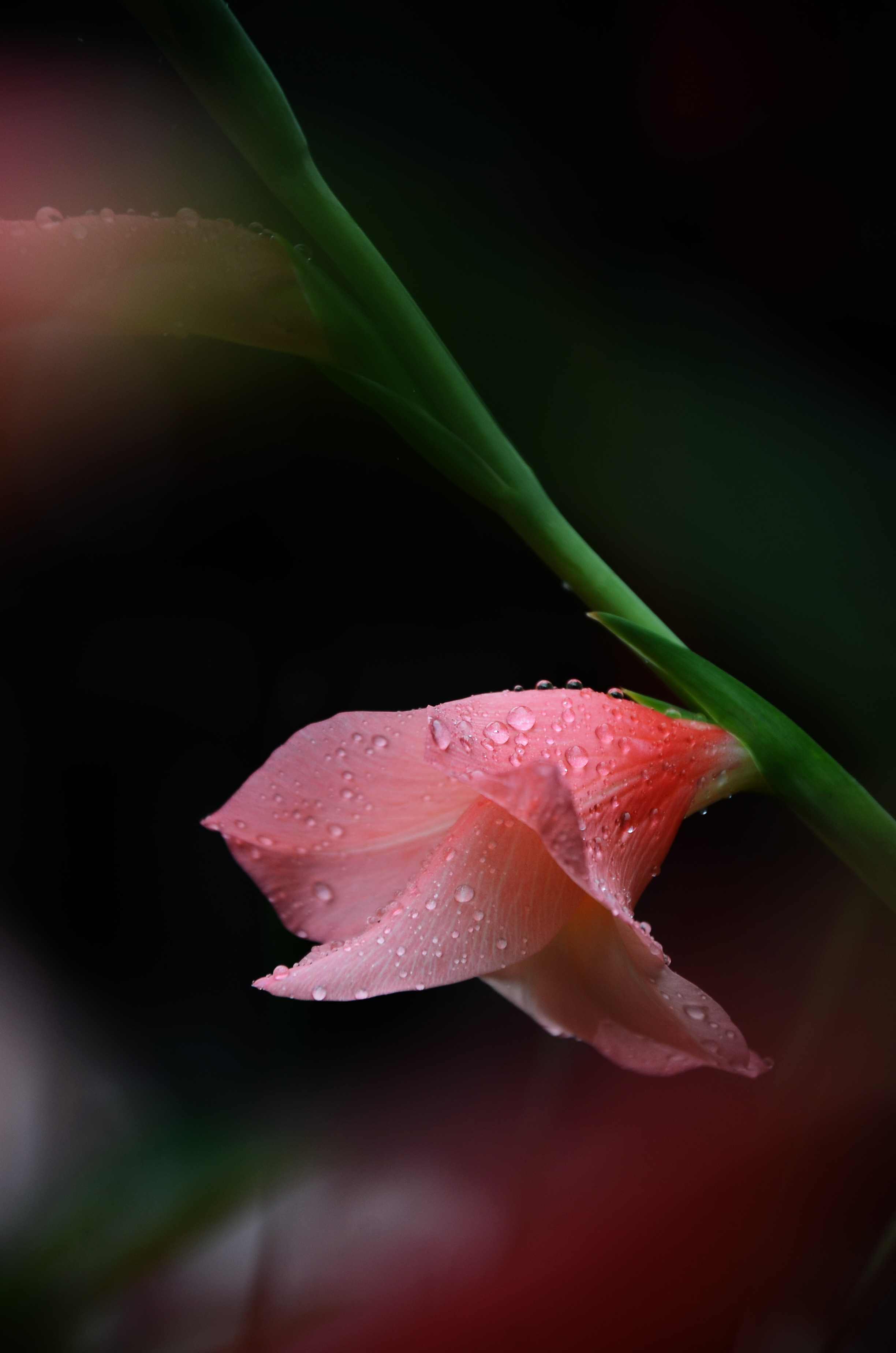 【雨后花朵摄影图片】风光摄影_风行朗逸_太平洋电脑