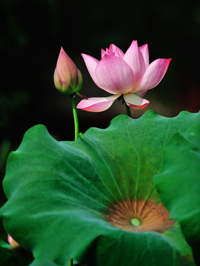 【莲花仙境】