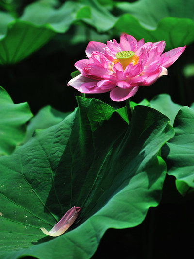 【莲花仙境赏莲花】
