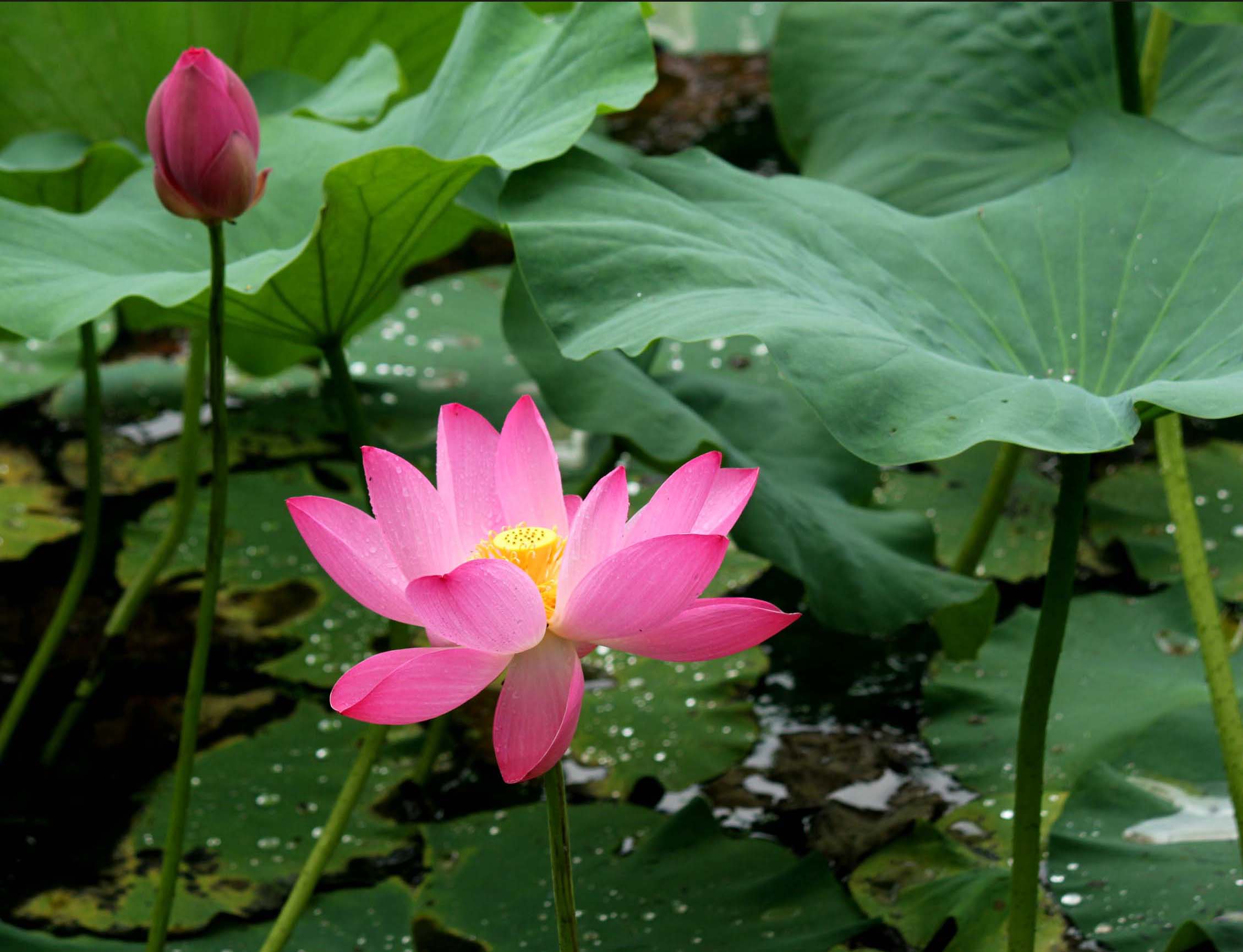 出水芙蓉--荷花(续)