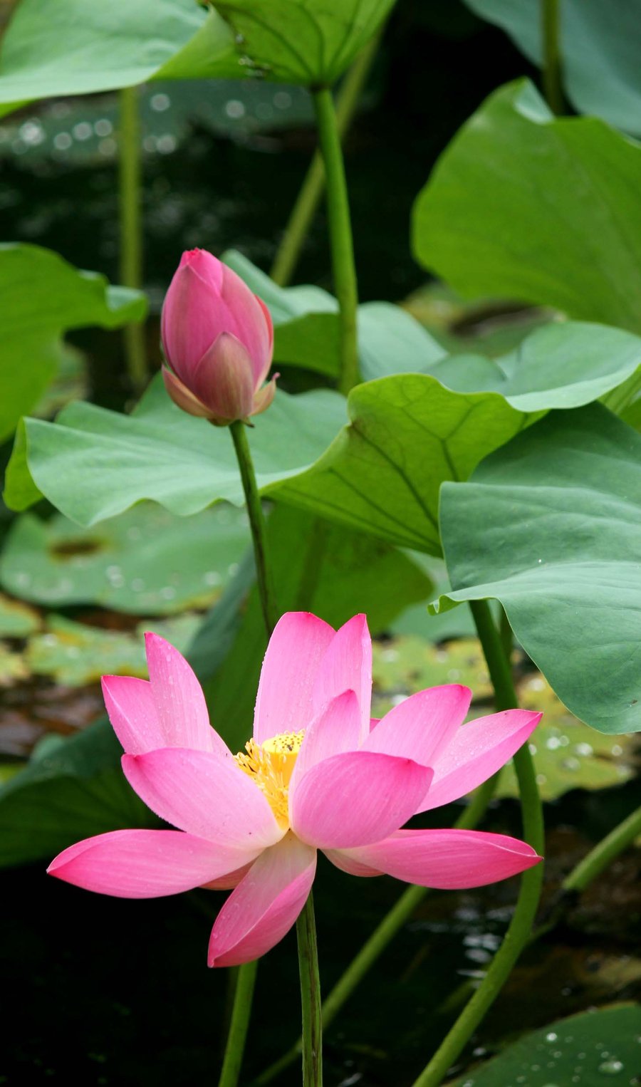 出水芙蓉--荷花(续)