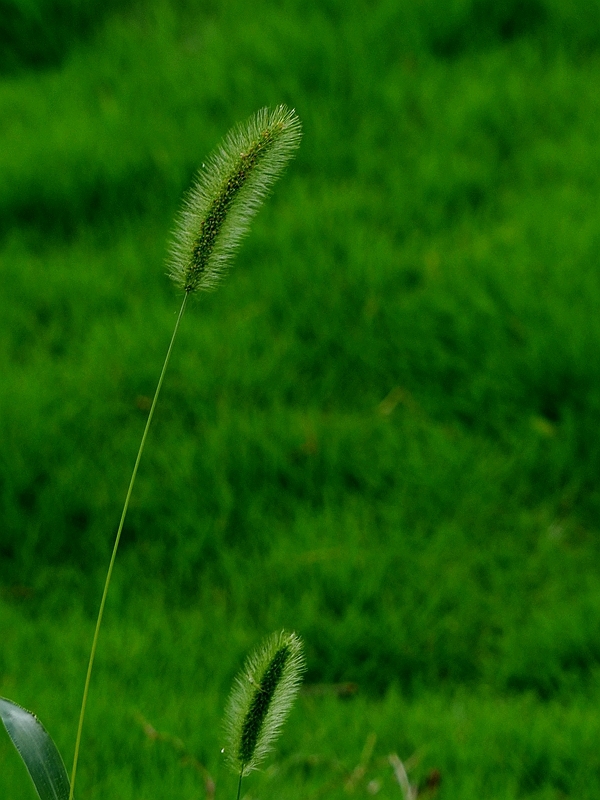 还是小花小草