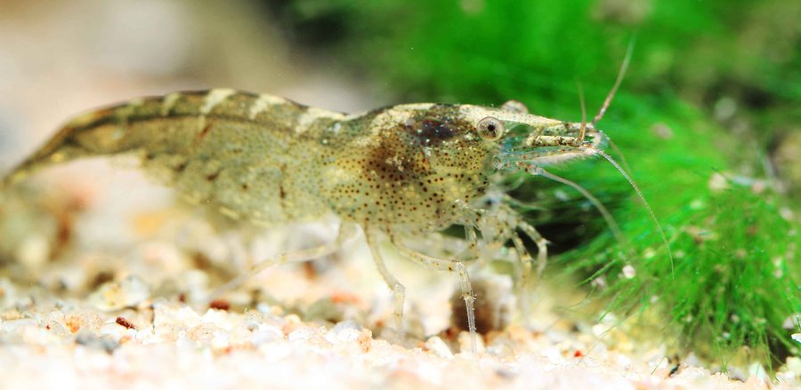 【微距---黑壳虾摄影图片】生态摄影