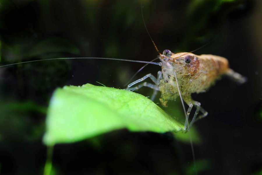 【微距---黑壳虾摄影图片】生态摄影