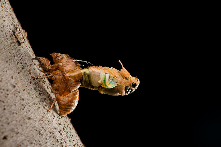 【金蝉脱壳-----------------蝉的蜕变过程摄影图片】生态摄影_太平洋电脑网摄影部落