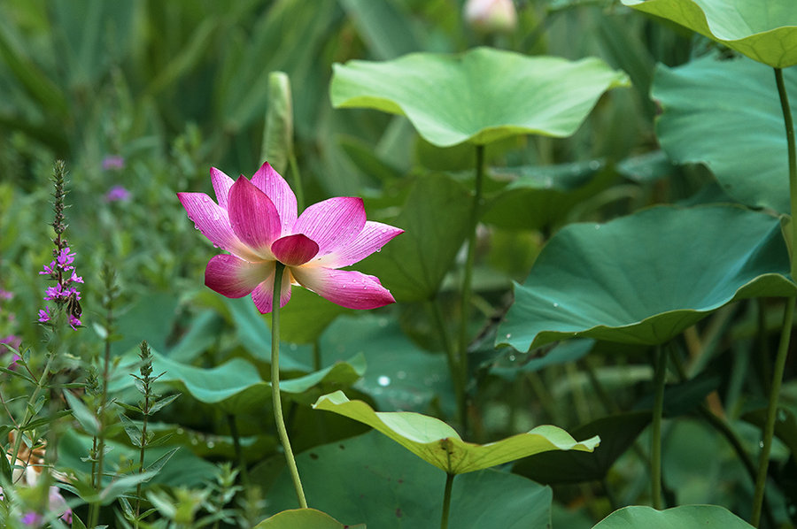 夏日荷花—2