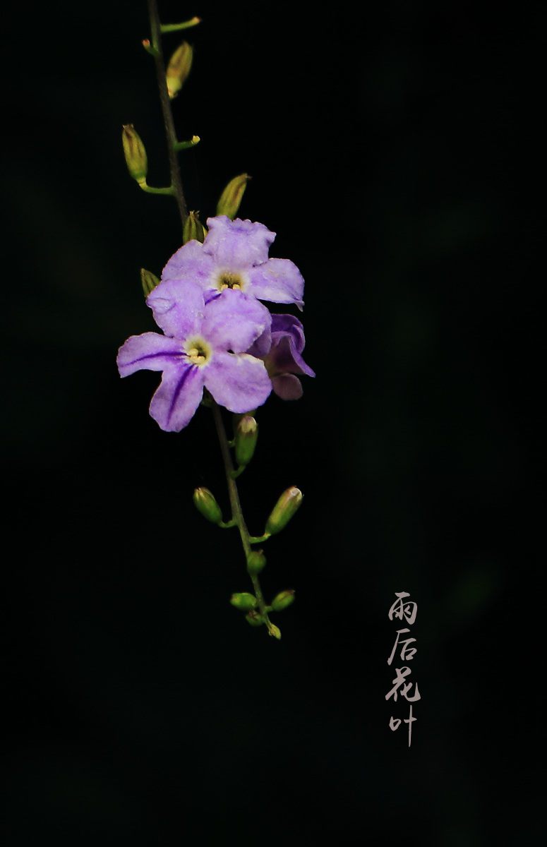 雨后花叶