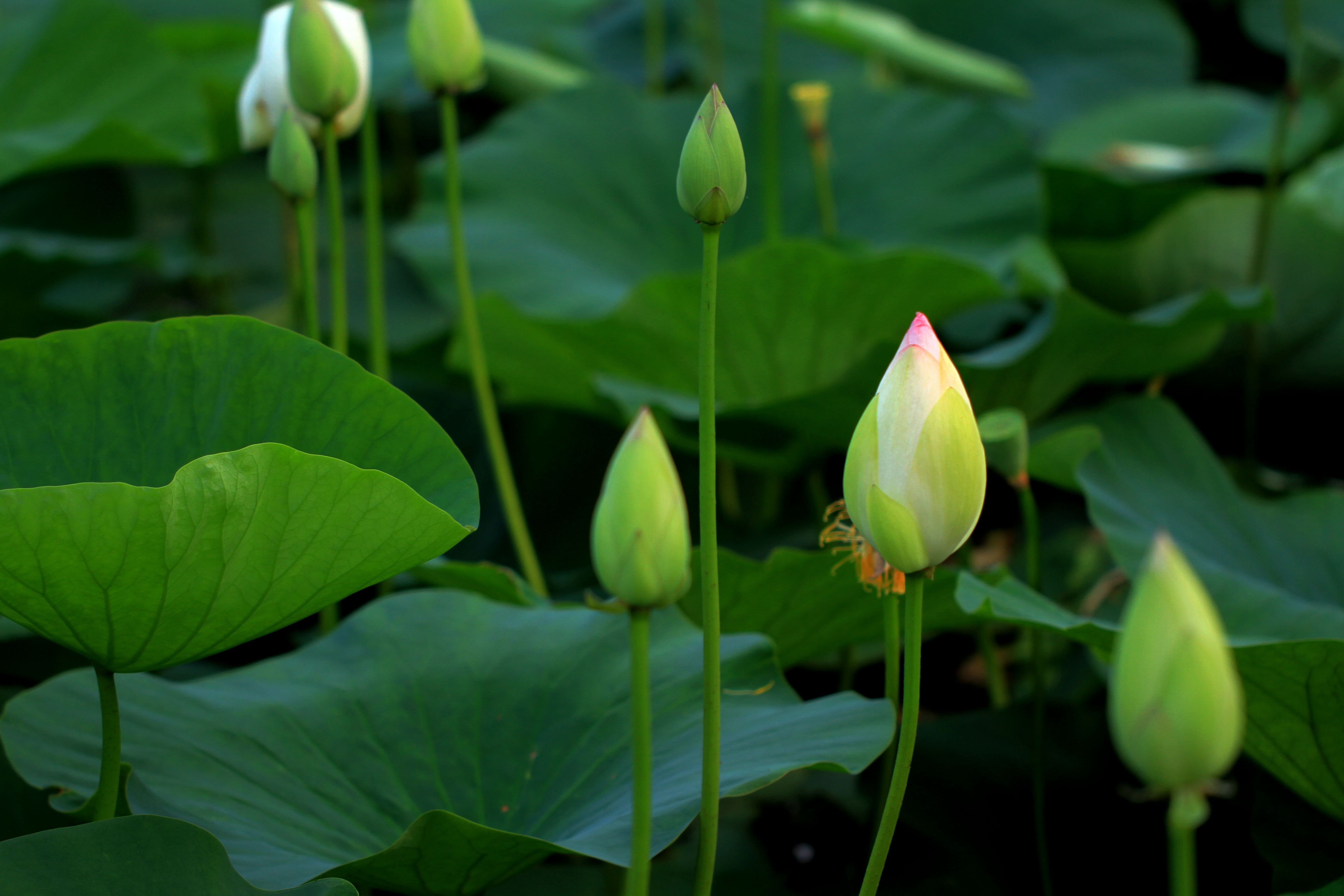 小西湖中含苞待放的荷花