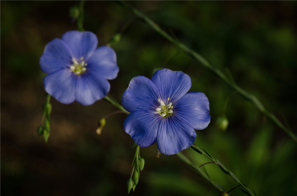 蓝色的小花