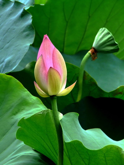 野性点的荷花与水莲(100d交流)