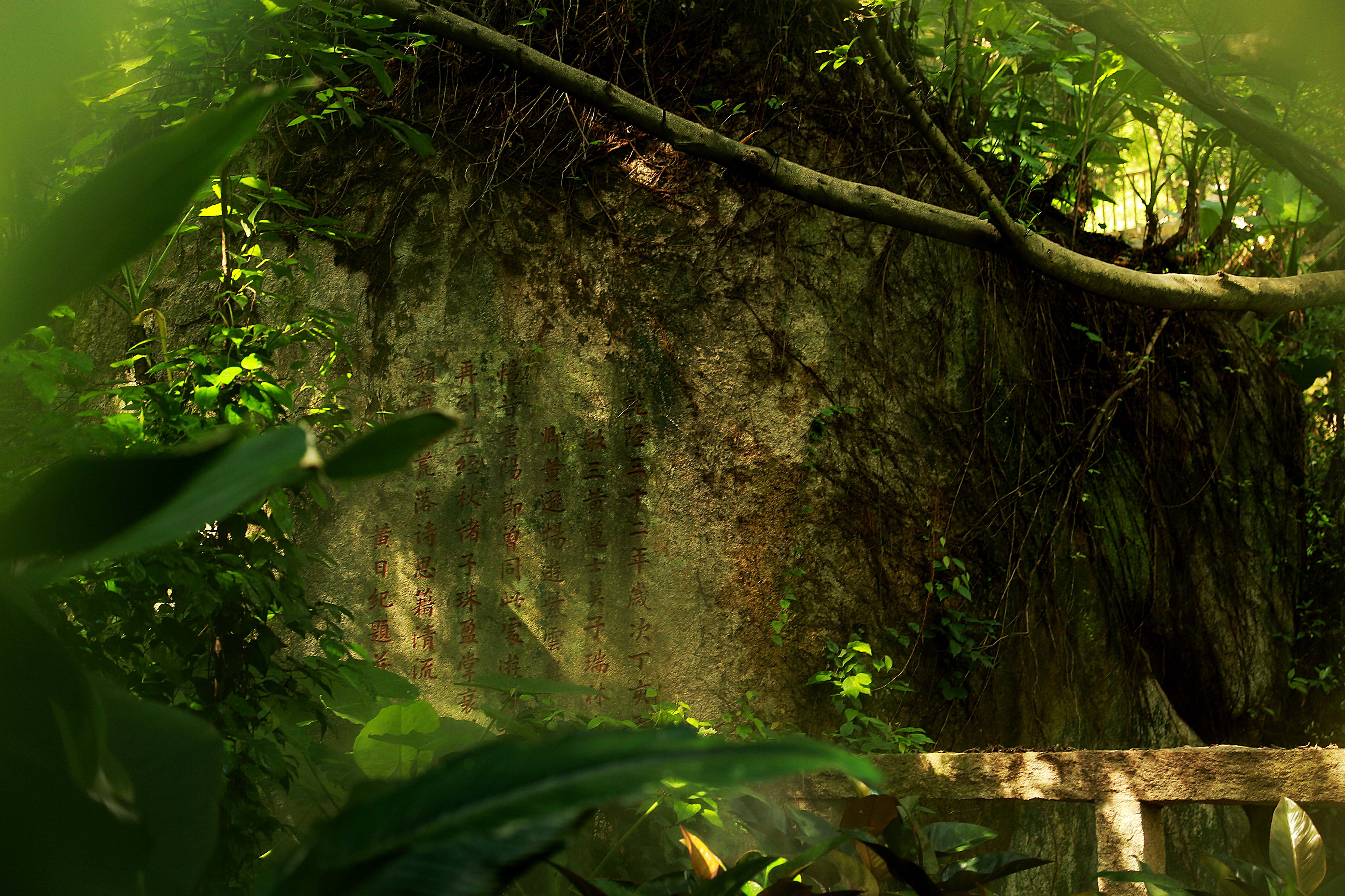 攀援绞杀制作陷阱，热带雨林里的智慧植物让人刮目相看_藤蔓