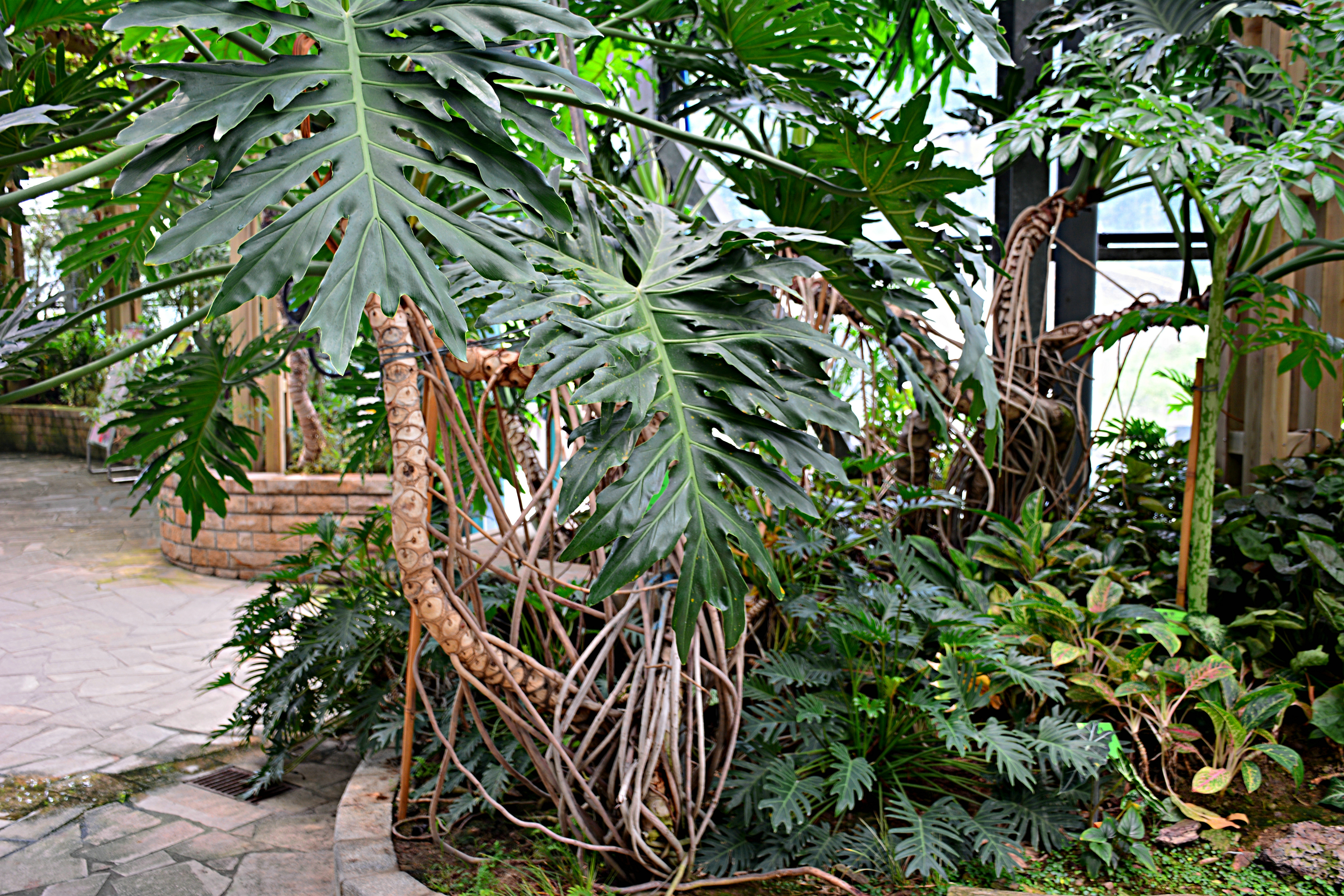 热带雨林植物.