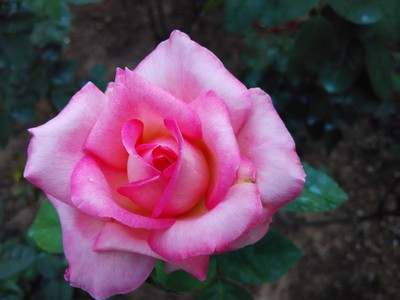 【月季花开】