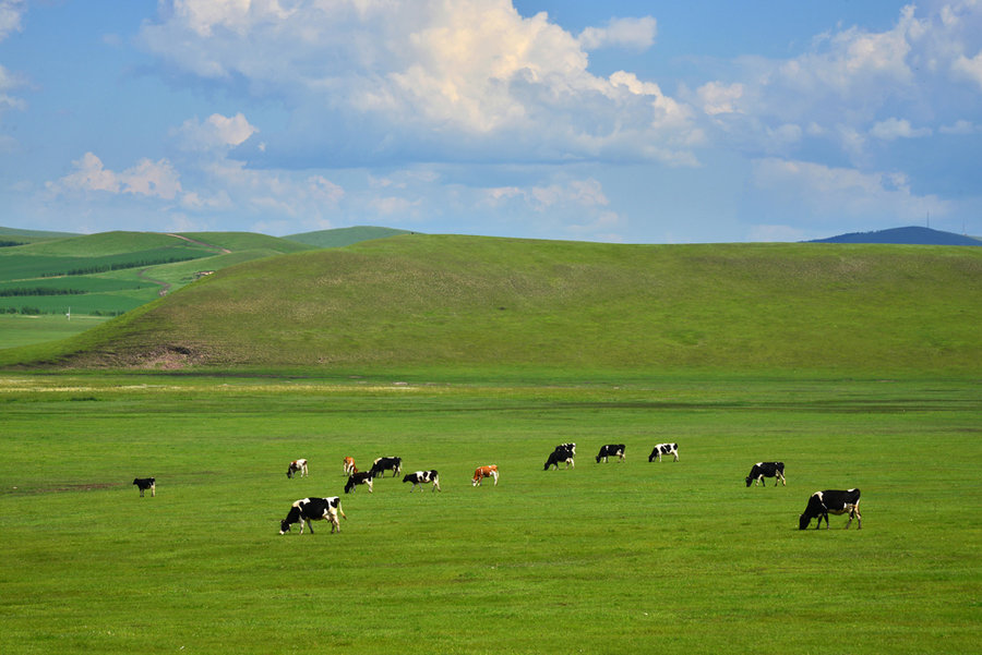 内蒙古大草原图片