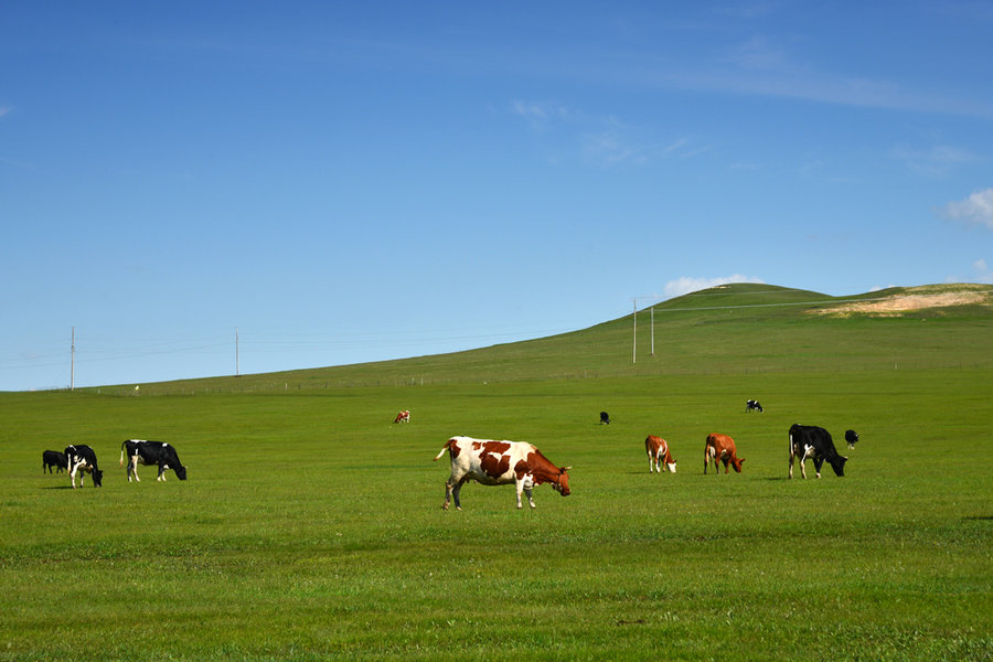 旅游纪实图片<美丽的内蒙古>(15)--草原 牧人 马牛羊之 呼伦贝尔草原(中)