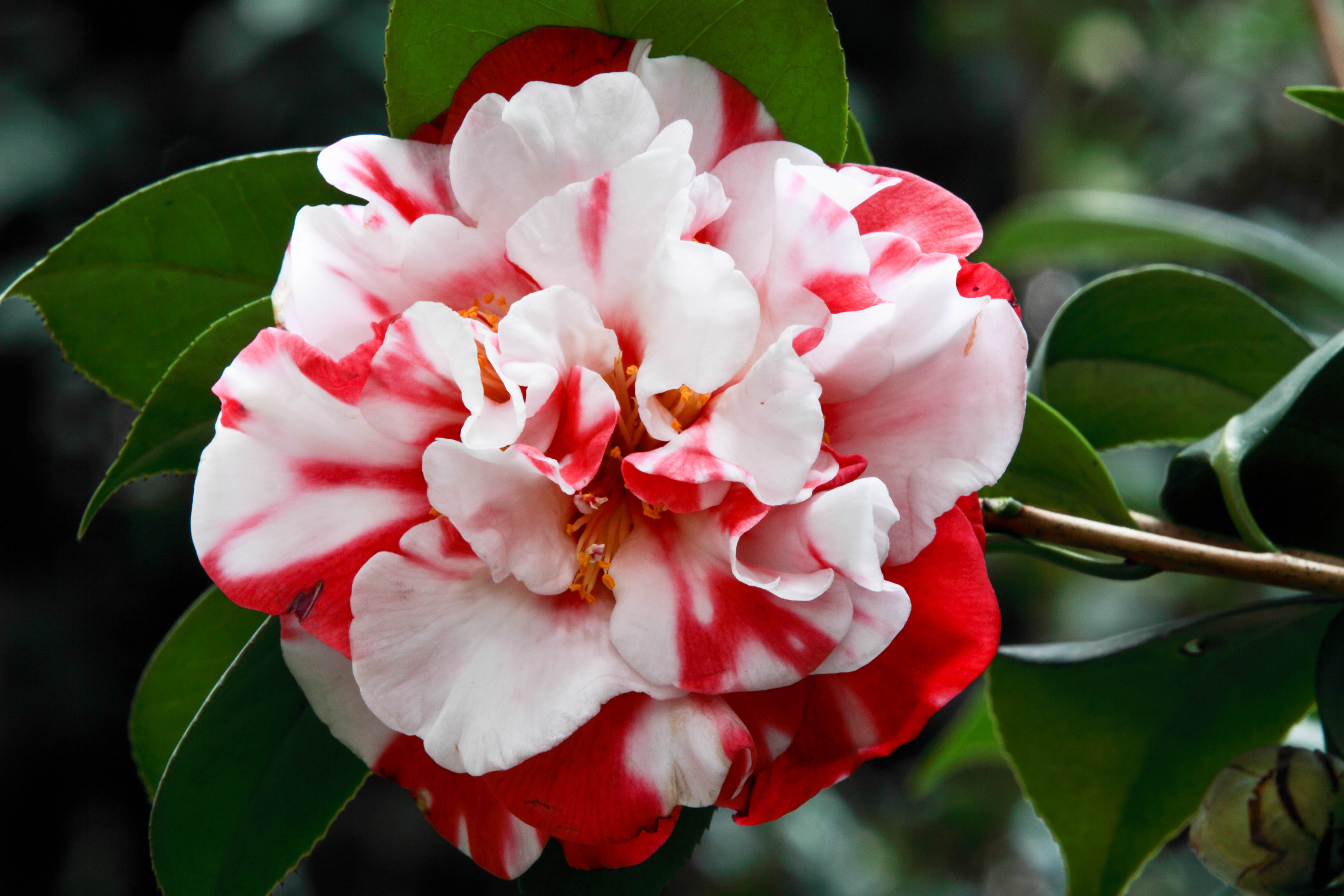 茶花