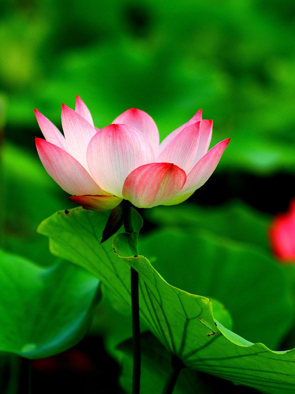 荷花仙子