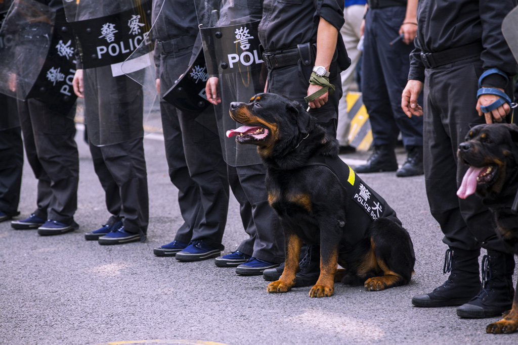 【警犬摄影图片】生活摄影_英雄无悔摄影博客_太平洋电脑网摄影部落