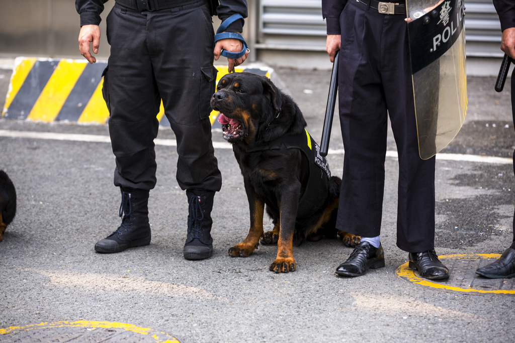 警犬