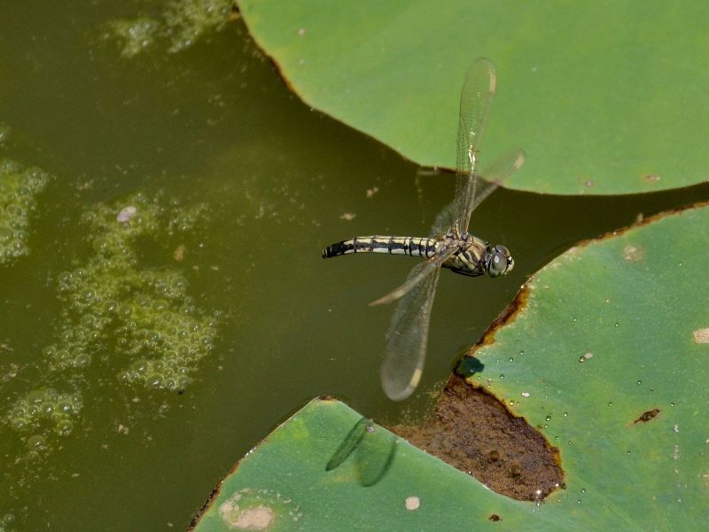 【蜻蜓点水摄影图片】生态摄影