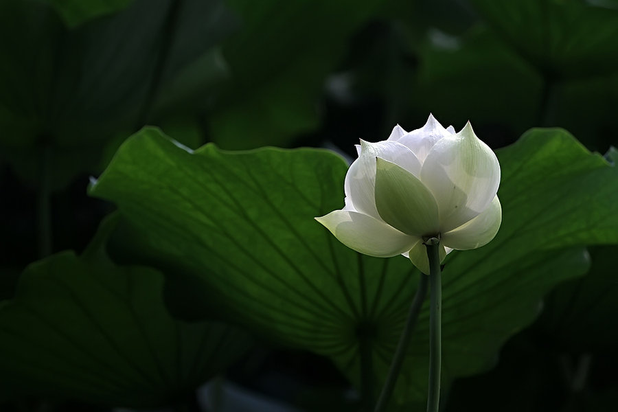 【白荷花摄影图片】生态摄影