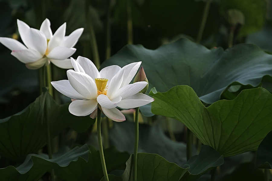 【白荷花摄影图片】生态摄影