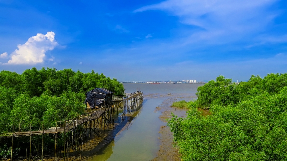 番禺海鸥岛的红树林