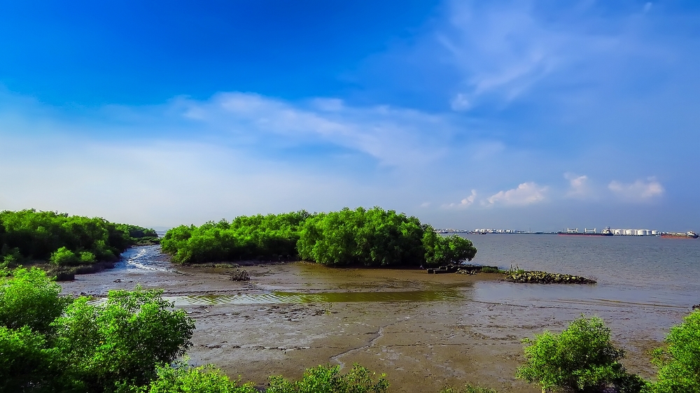 番禺海鸥岛的红树林