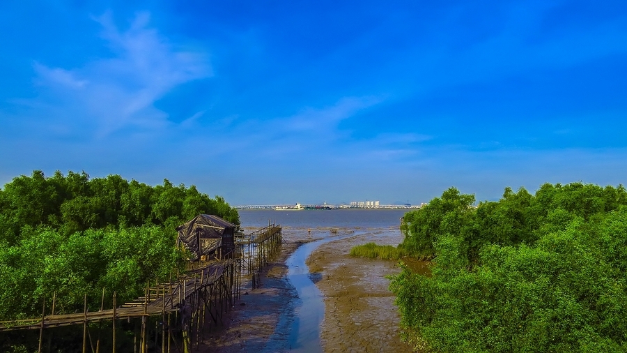 番禺海鸥岛的红树林