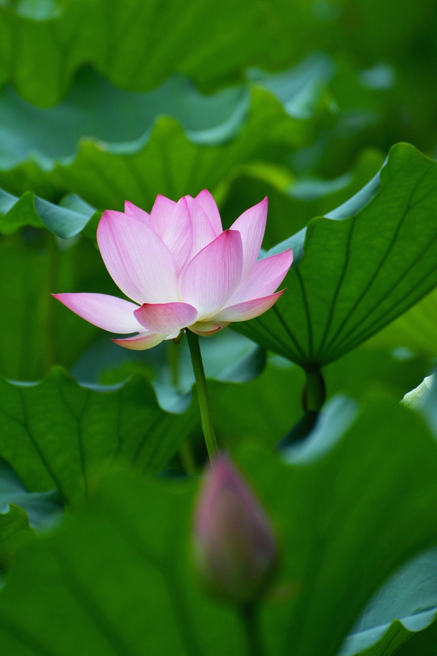 东莞桥头荷花夏日绽放,五彩滨纷,携影友同游,赏荷影花.