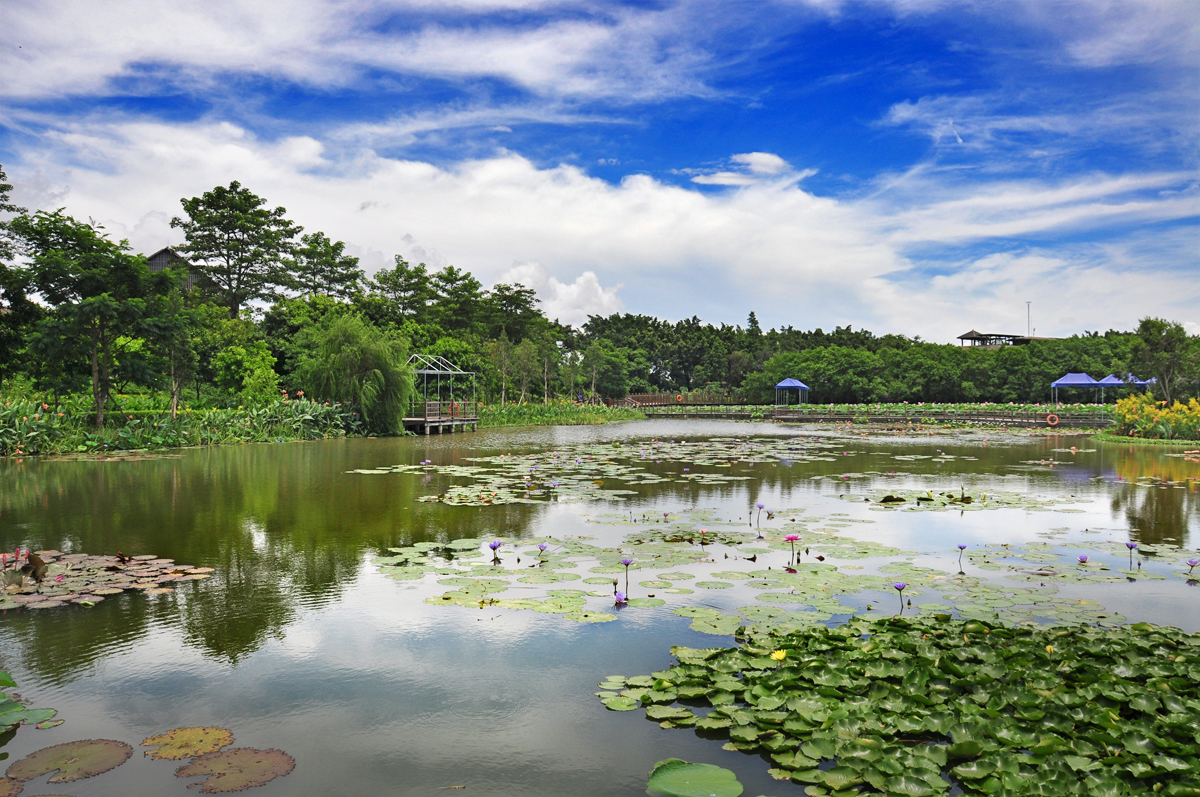 广州市南沙湿地公园——荷塘靓景2