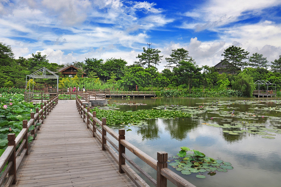 【广州市南沙湿地公园--荷塘靓景2摄影图片】