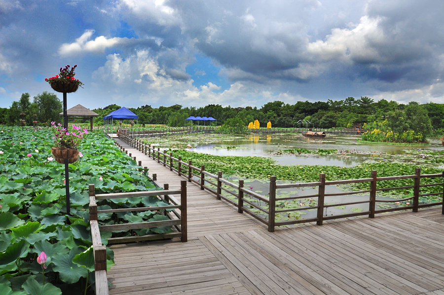 【广州市南沙湿地公园--荷塘靓景2摄影图片】