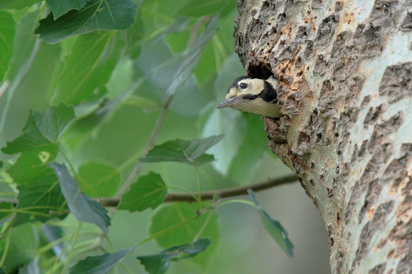 大斑啄木鸟和它的幼鸟