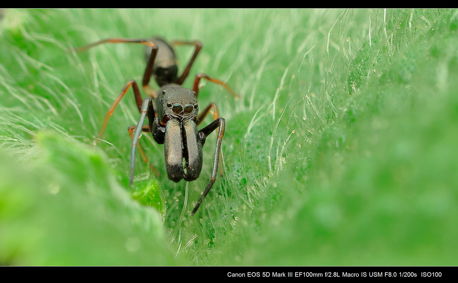 【蚂蚁?蜘蛛!摄影图片】杭州市生态摄影