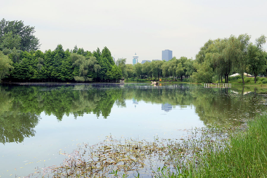 夏天的世纪公园