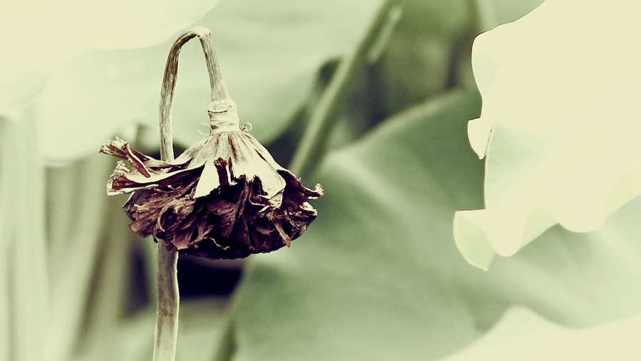 【凋零孤独老去…摄影图片】生态摄影