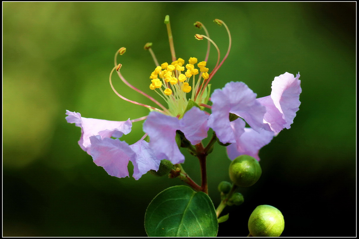 独占芳菲当夏景,不将颜色托春风—紫薇花