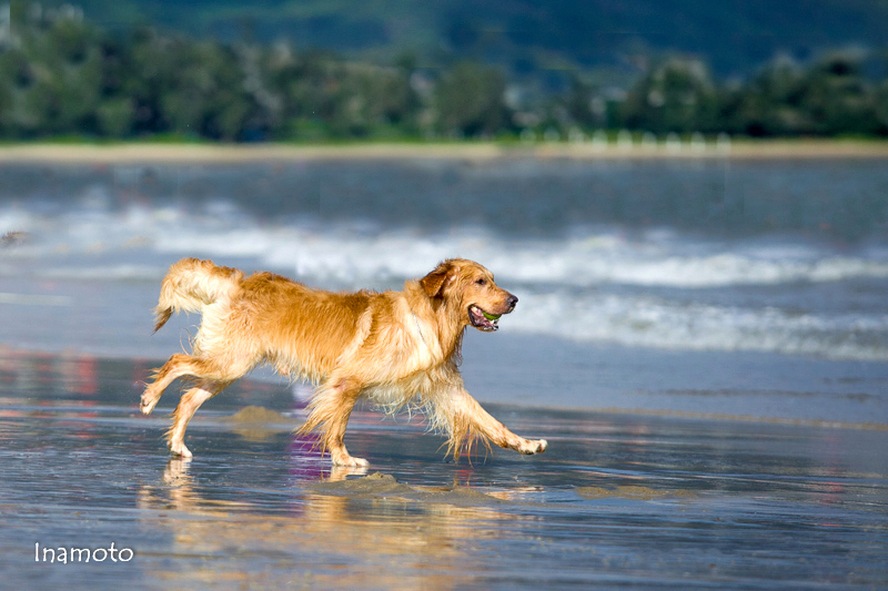 【海边的金毛寻回猎犬摄影图片】生态摄影