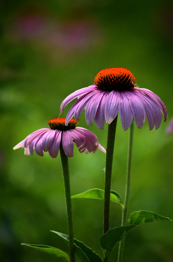 粉色松果菊