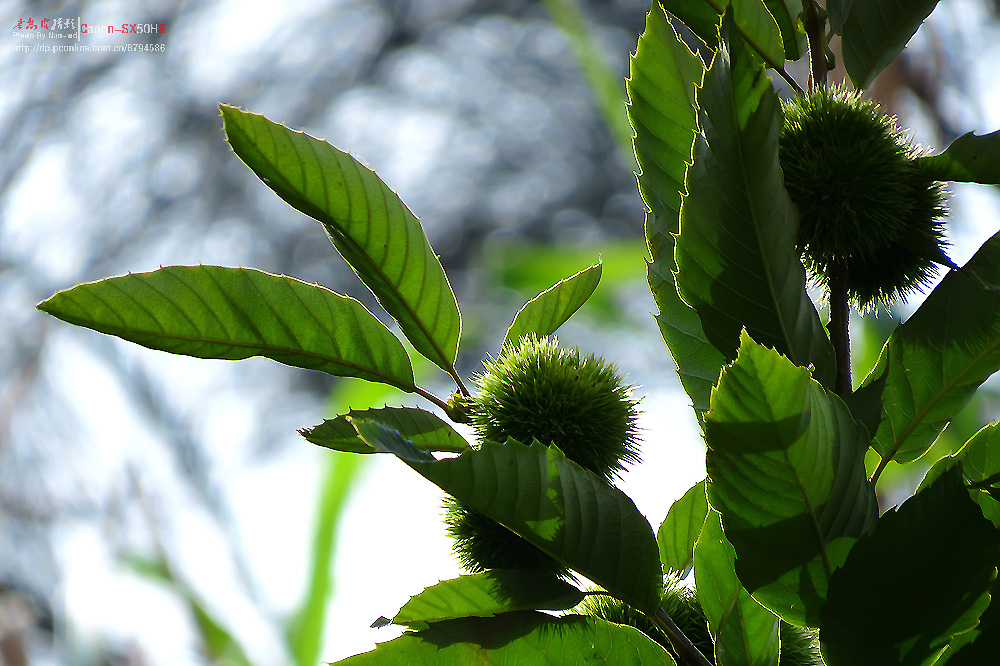 蜂 蝇 毛栗子 商陆