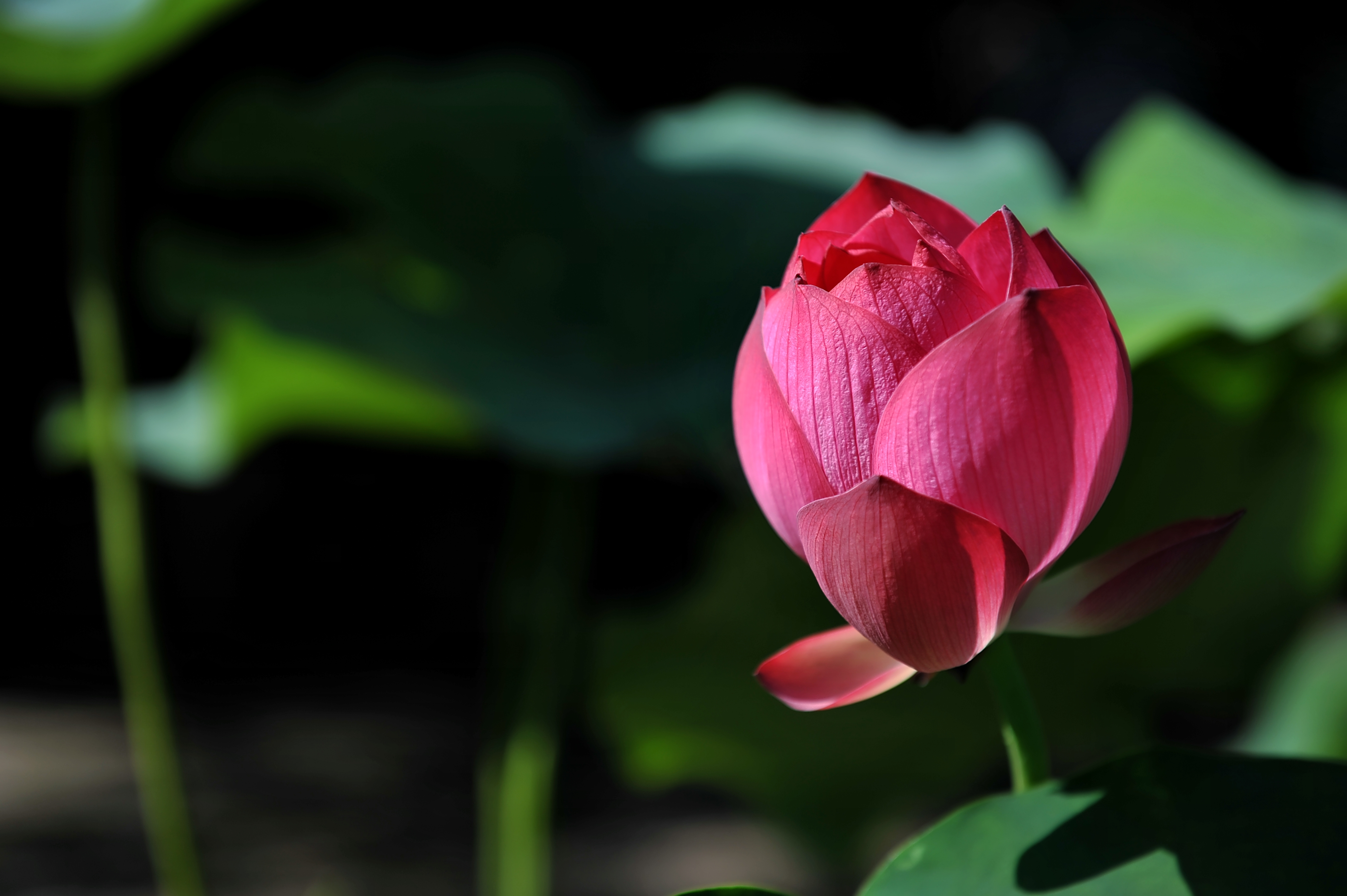 荷花 水莲花