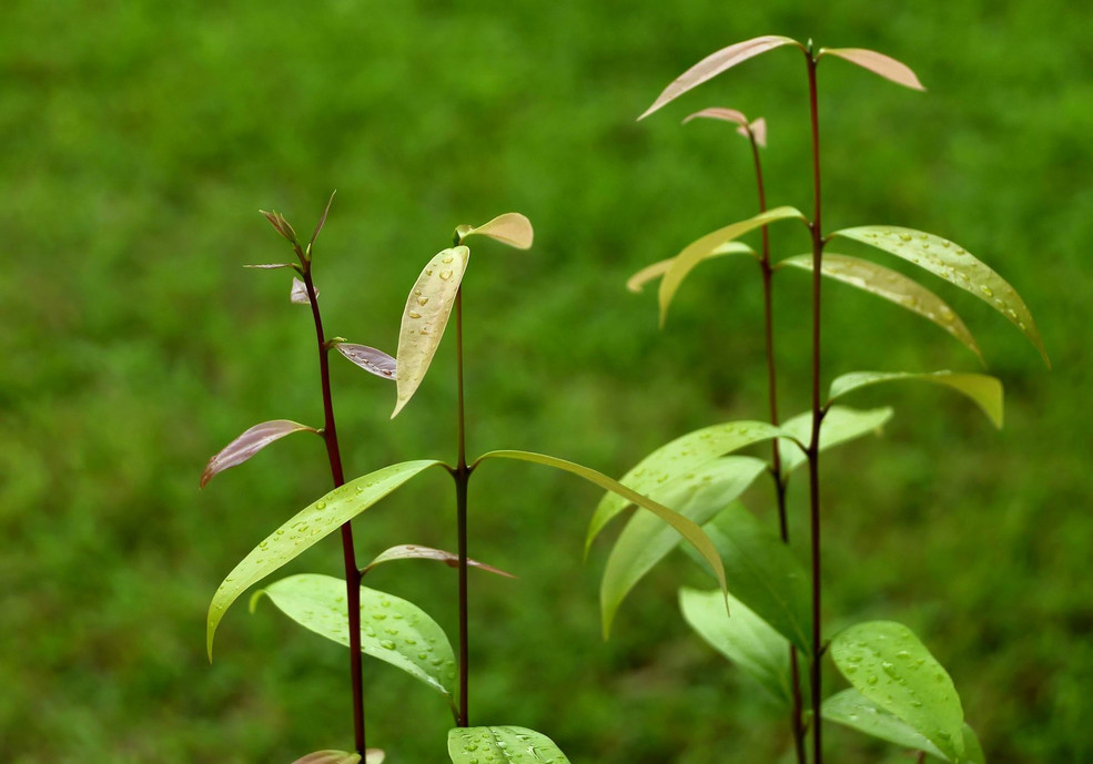 7p山肉桂树芽