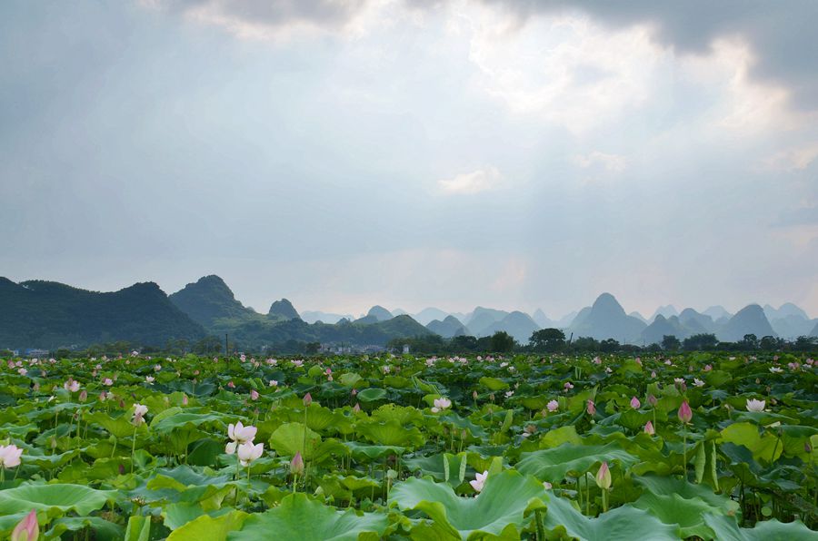 荷塘夏景