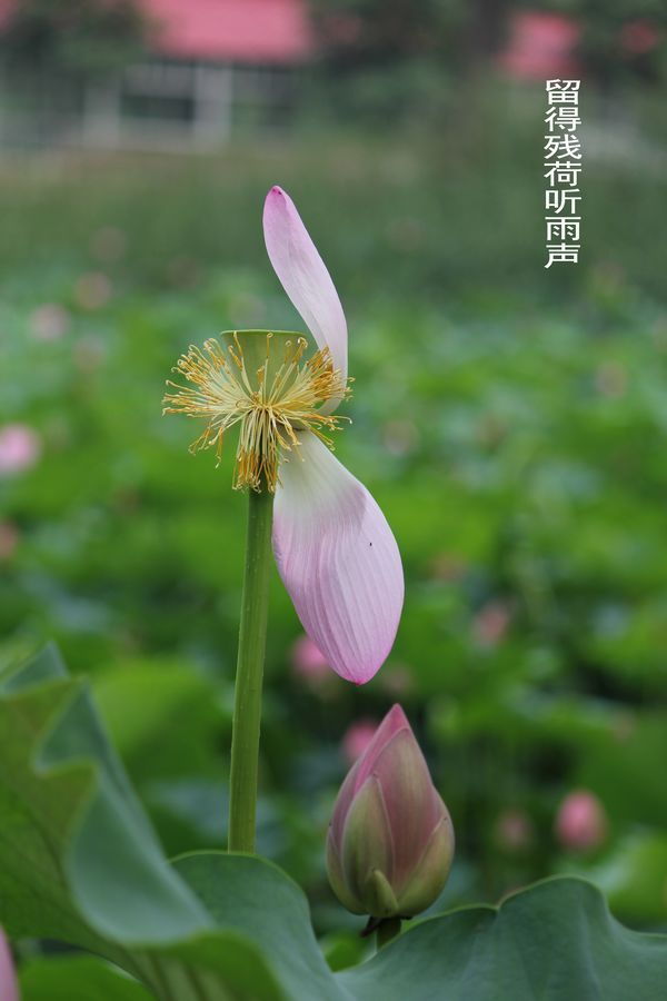 留得残荷听雨声