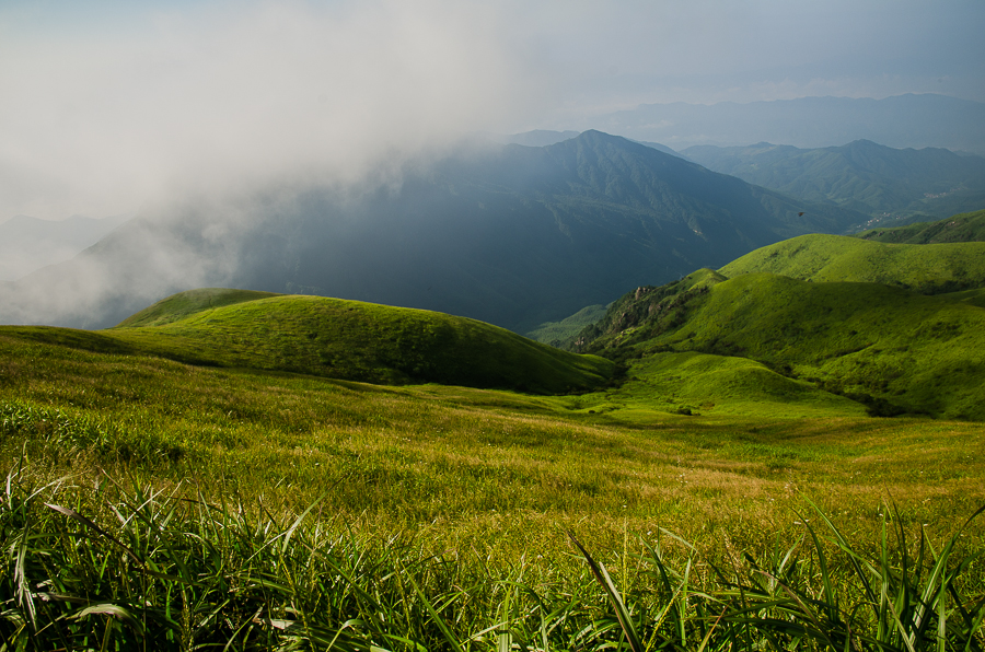 高山草甸